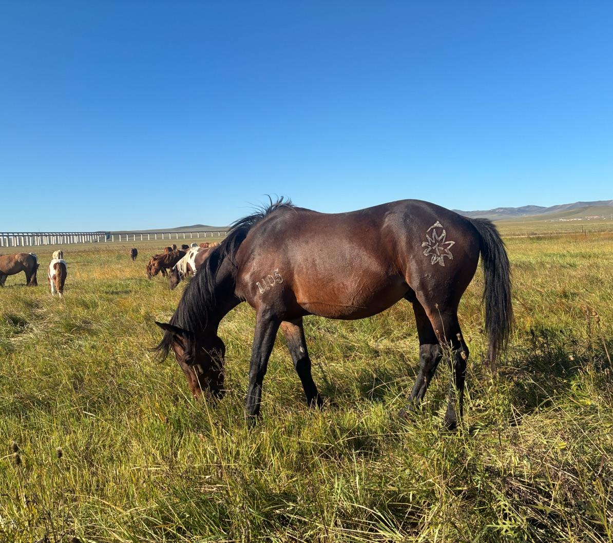 特日格勒🐎