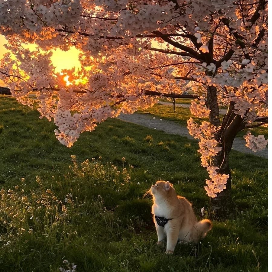 赫本的猫典当灵魂