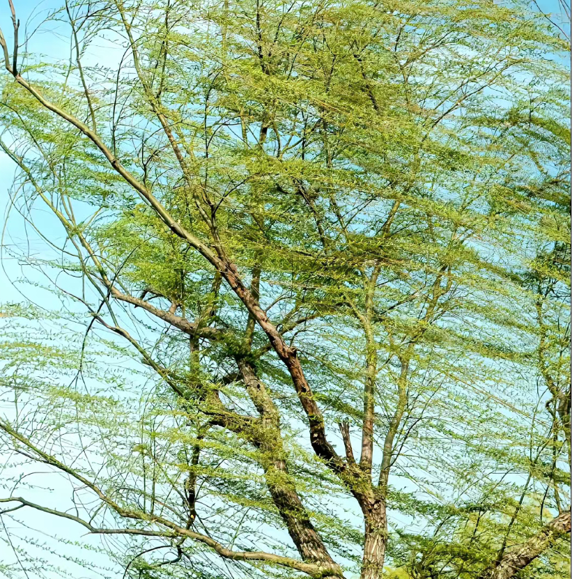 鬼梦幻