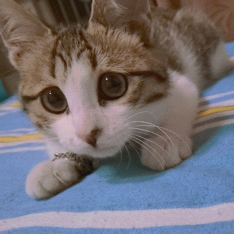 桔味麻麻