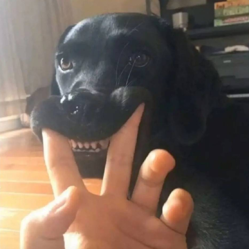 狗头人