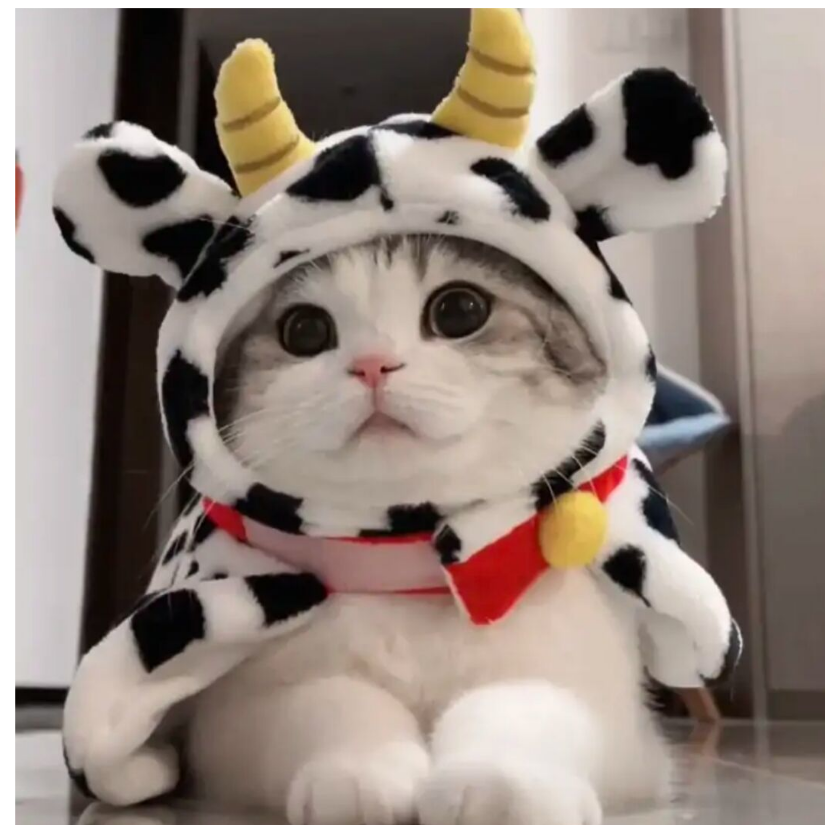 🐯