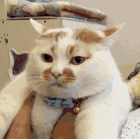 张楼楼