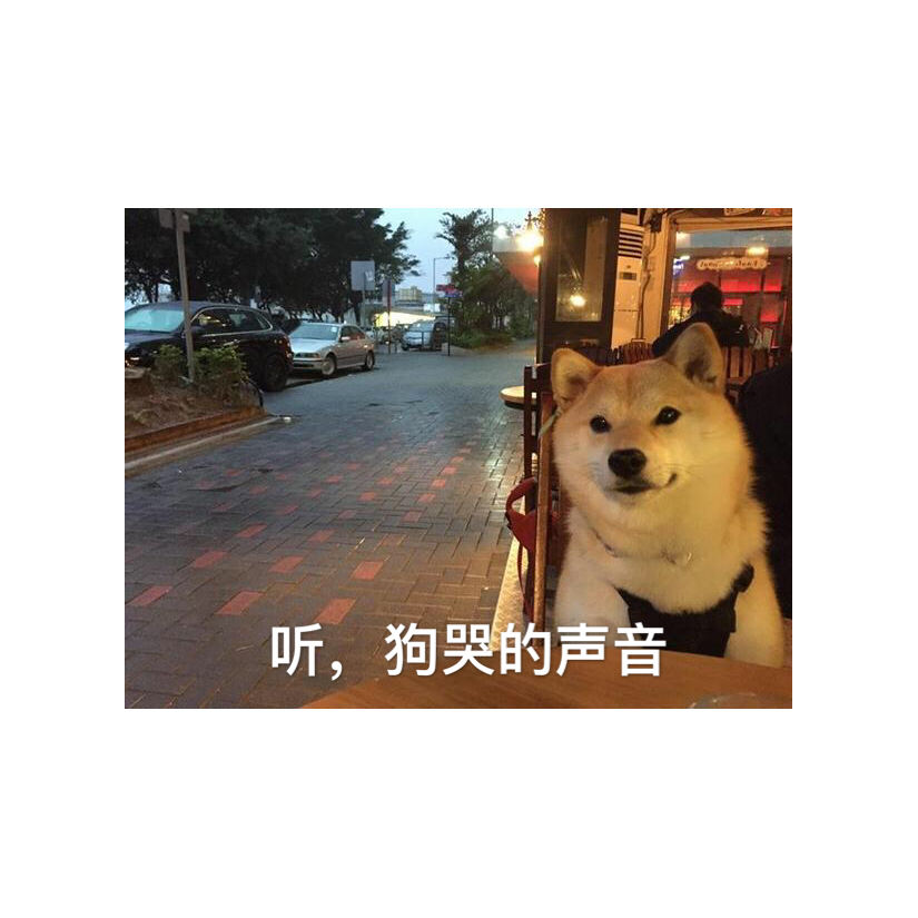 在下是猫请多关照