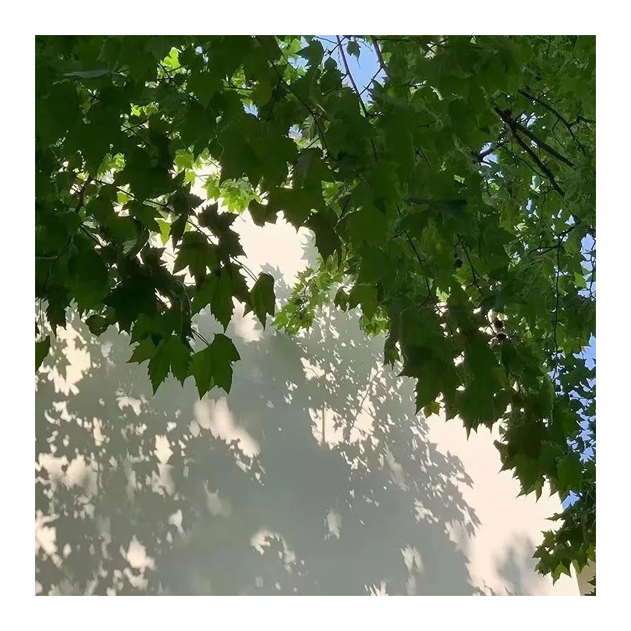 林荫