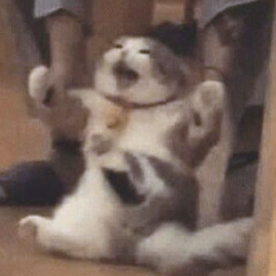 潇潇瑶