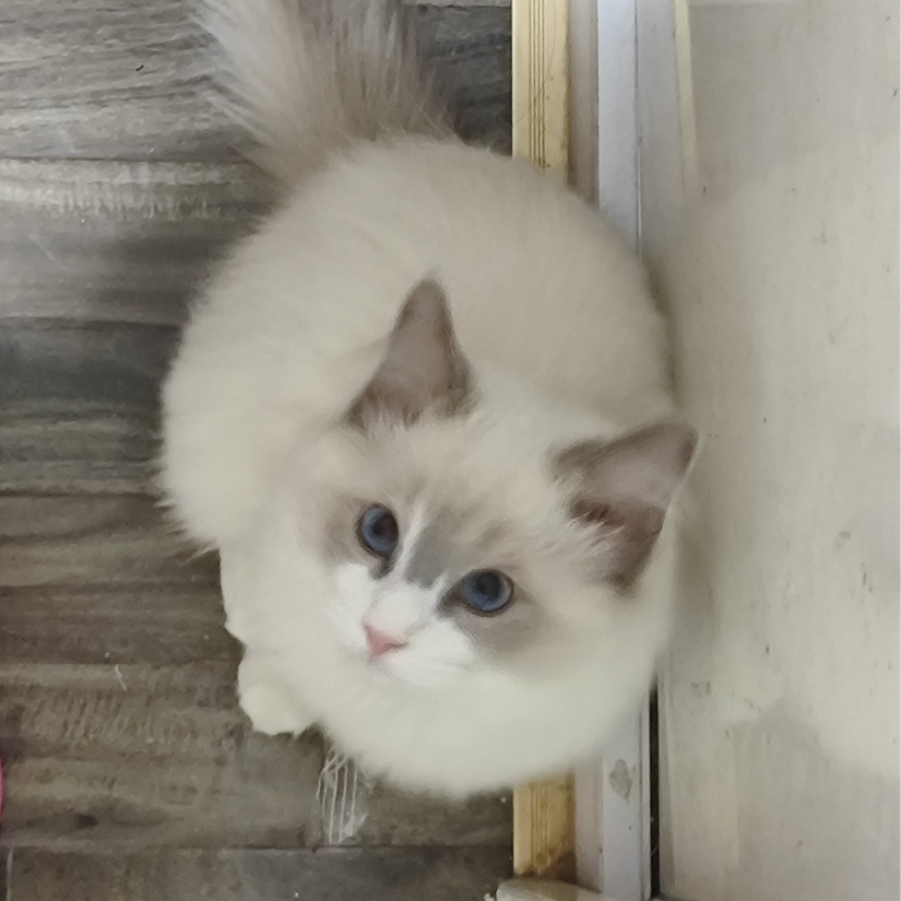 孟樊
