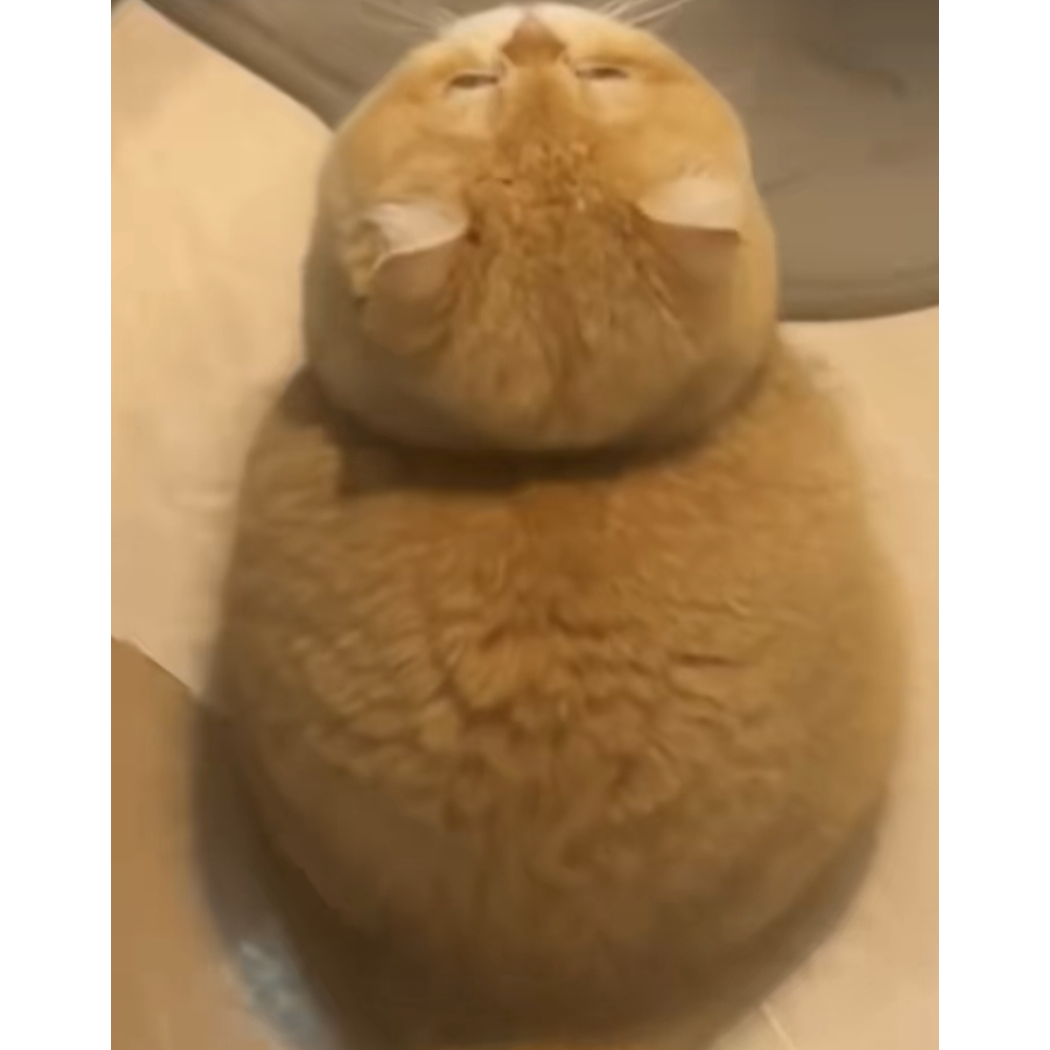也许222
