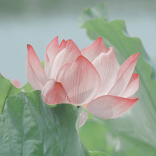 清澜
