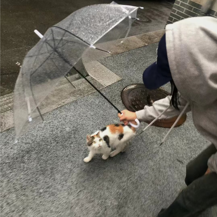 芒果汁儿