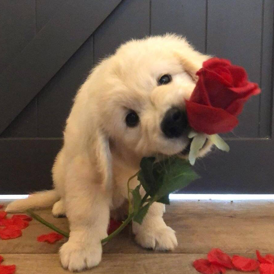 秋天就要吃柿子