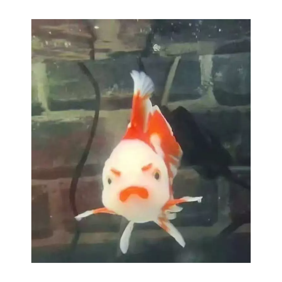 椰汁