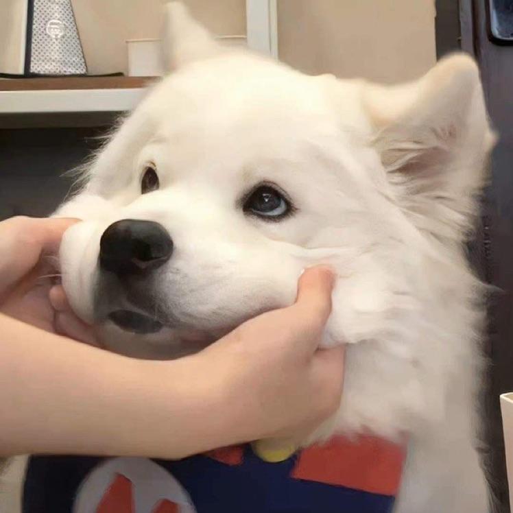 小白