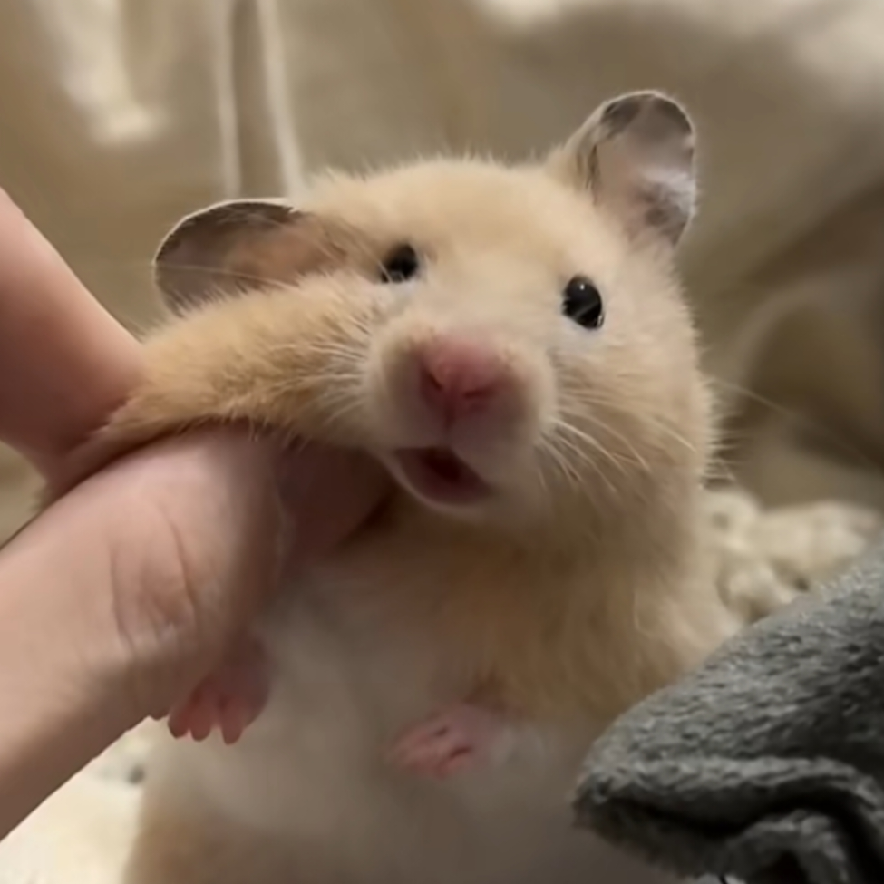 七之连年