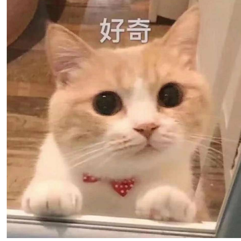 我的猫丢了