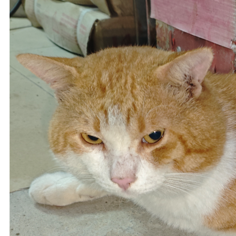 八哥带你吃美食