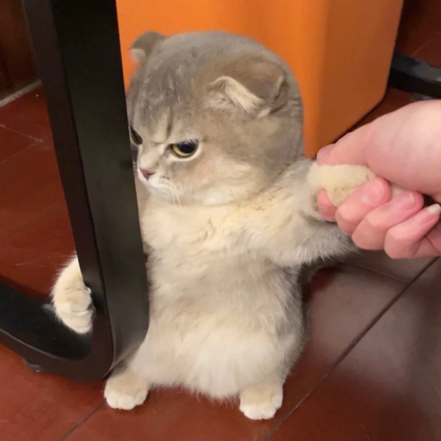 下柔安