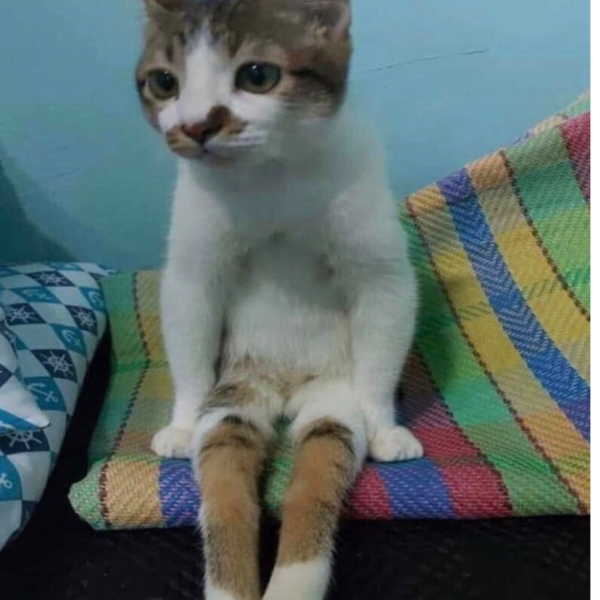 非洲大马猴