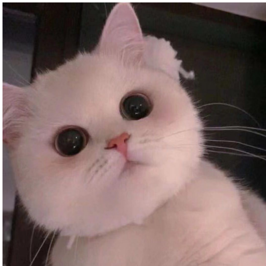 青蛙王子