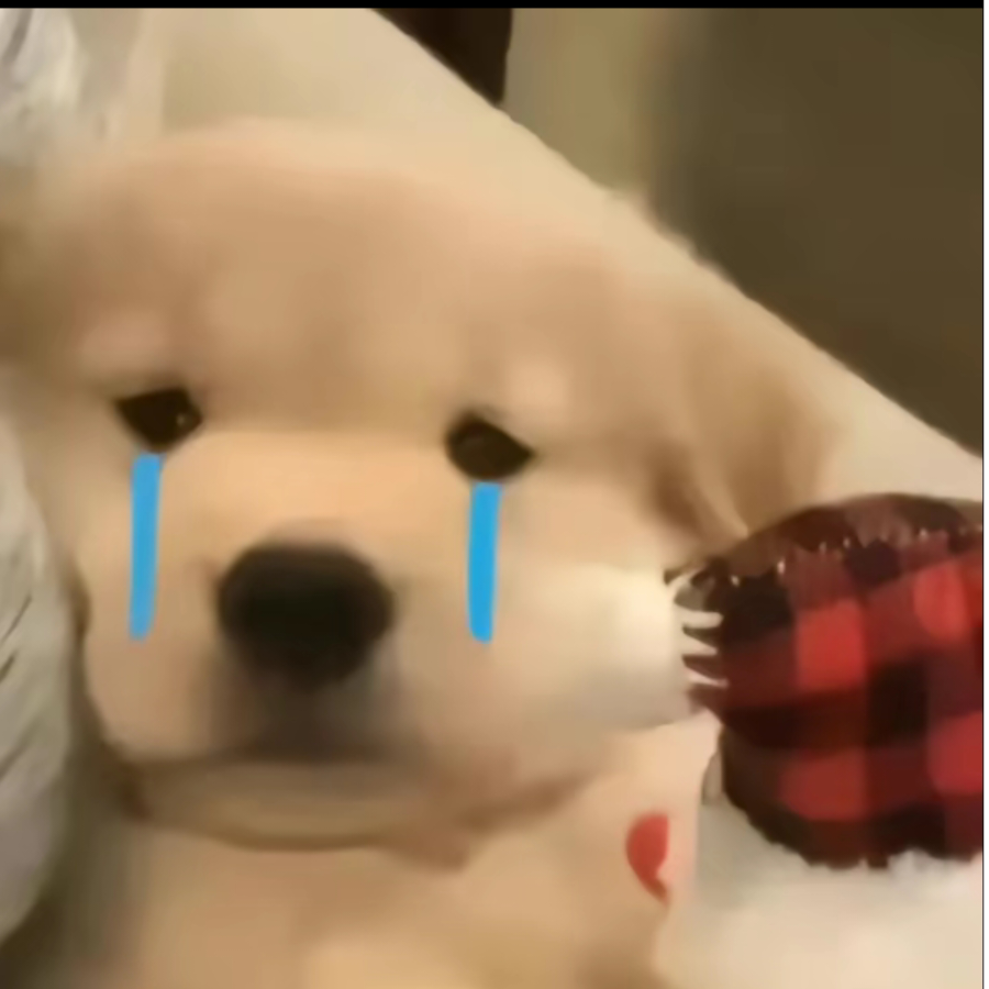 长安不落雪