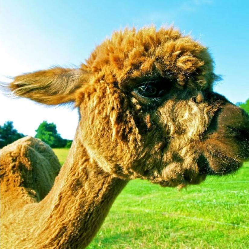 alpaca