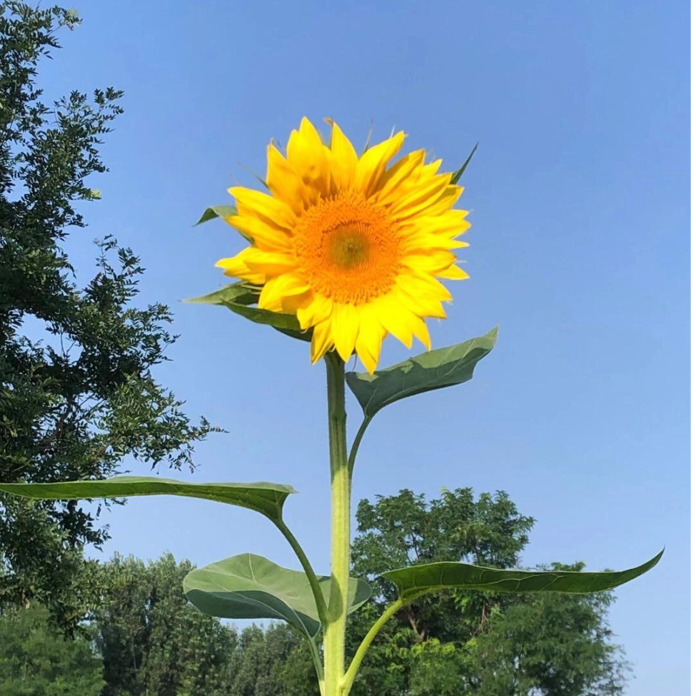 明天是个好柿子