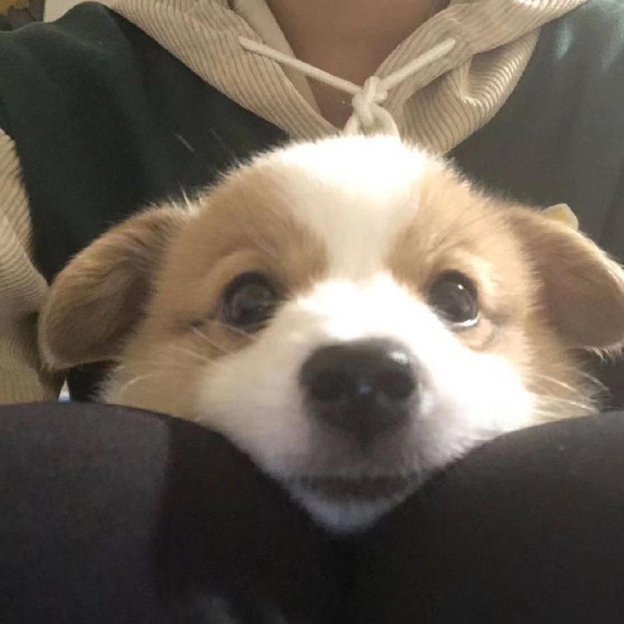 萤火月桂