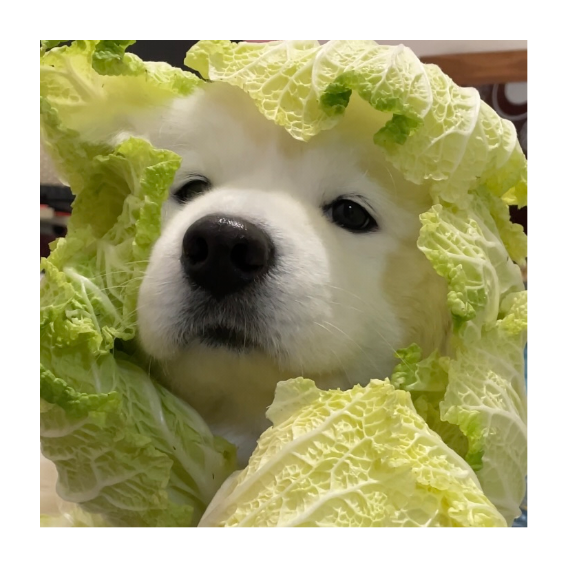 卡夫卡