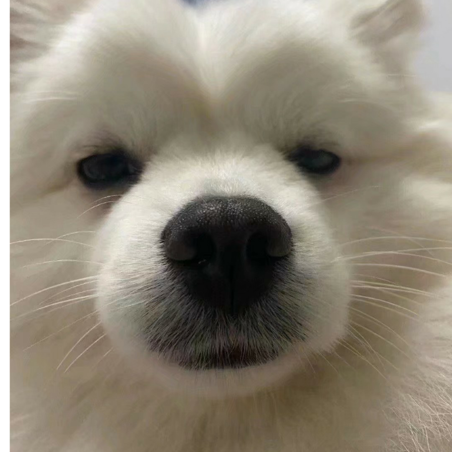 糕敦敦