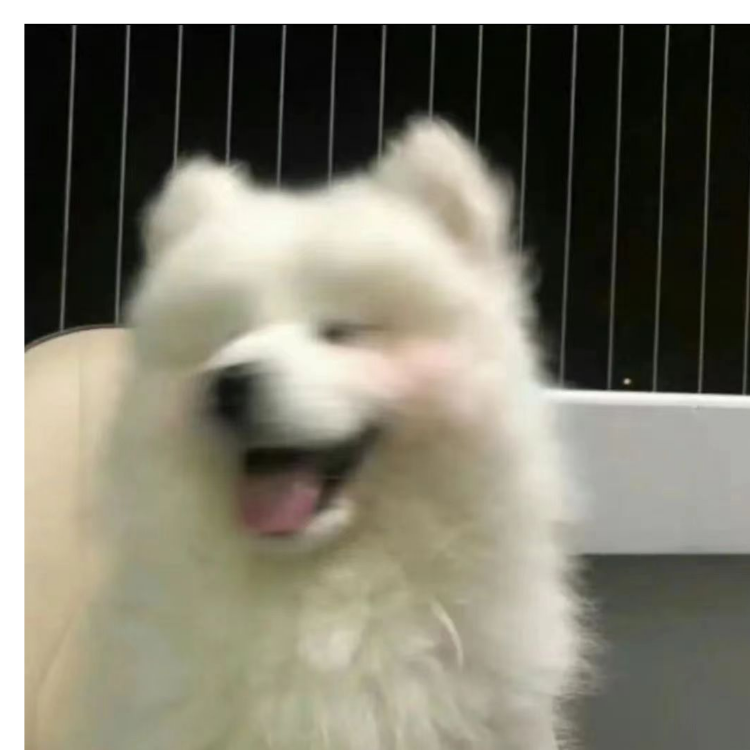 小狗乖乖