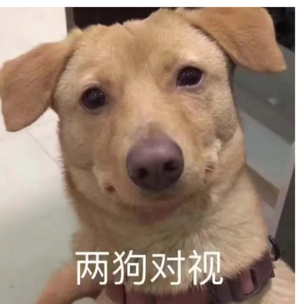 狗