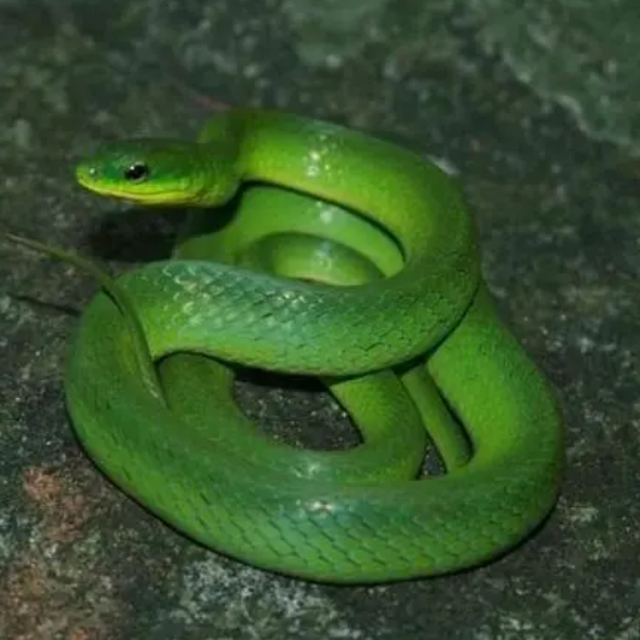 魂蛇_August_Snake
