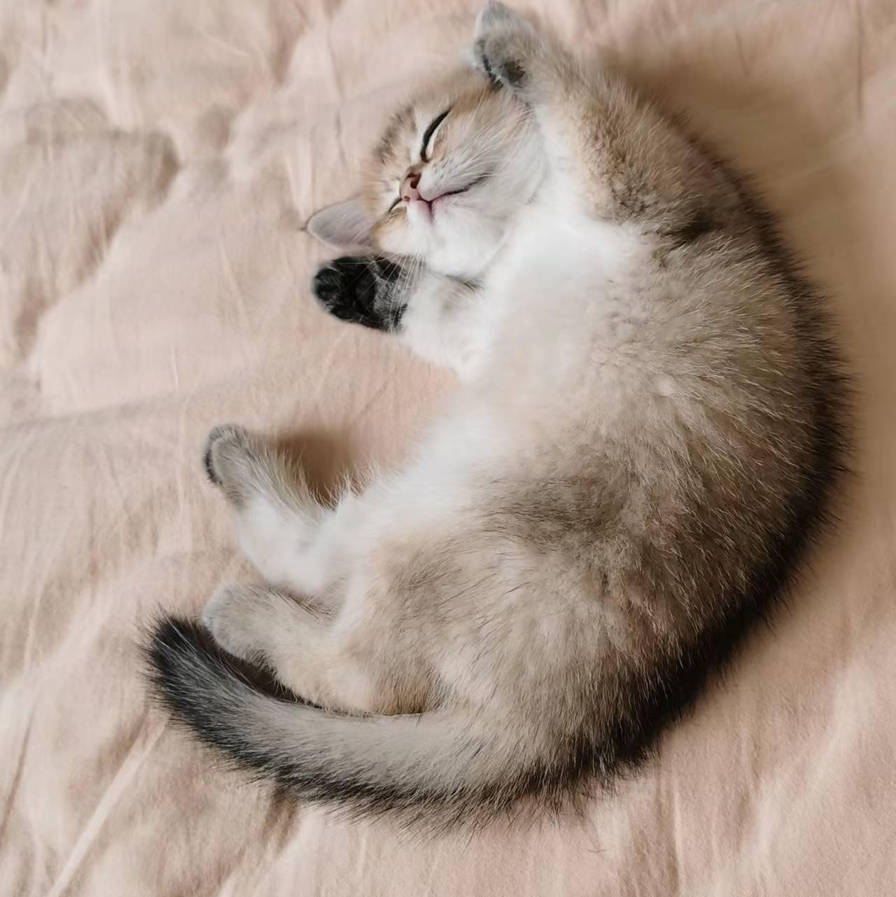 蒜蓉瓜狸子