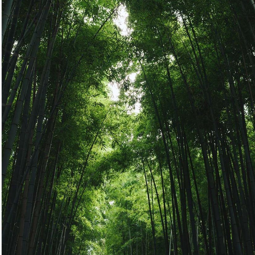 泽