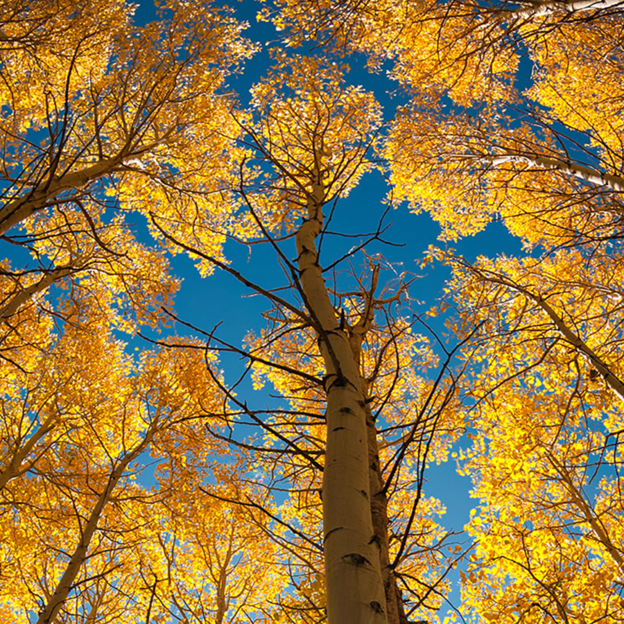 欲买桂花同载酒