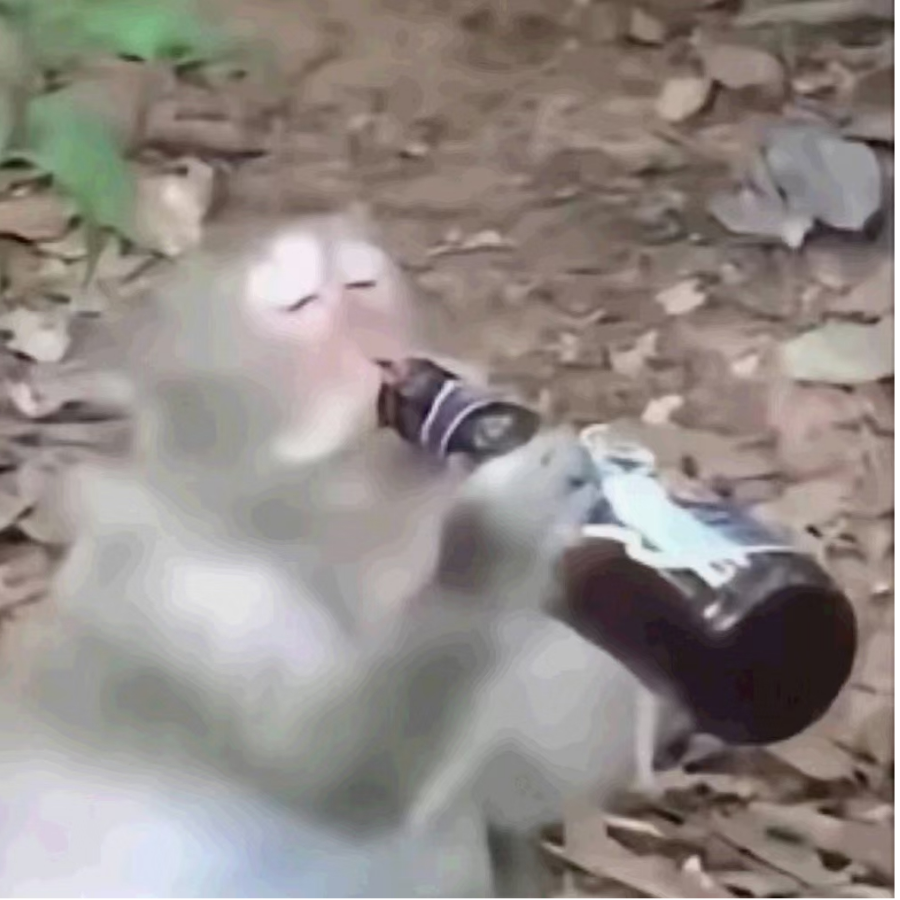 鱼鱼