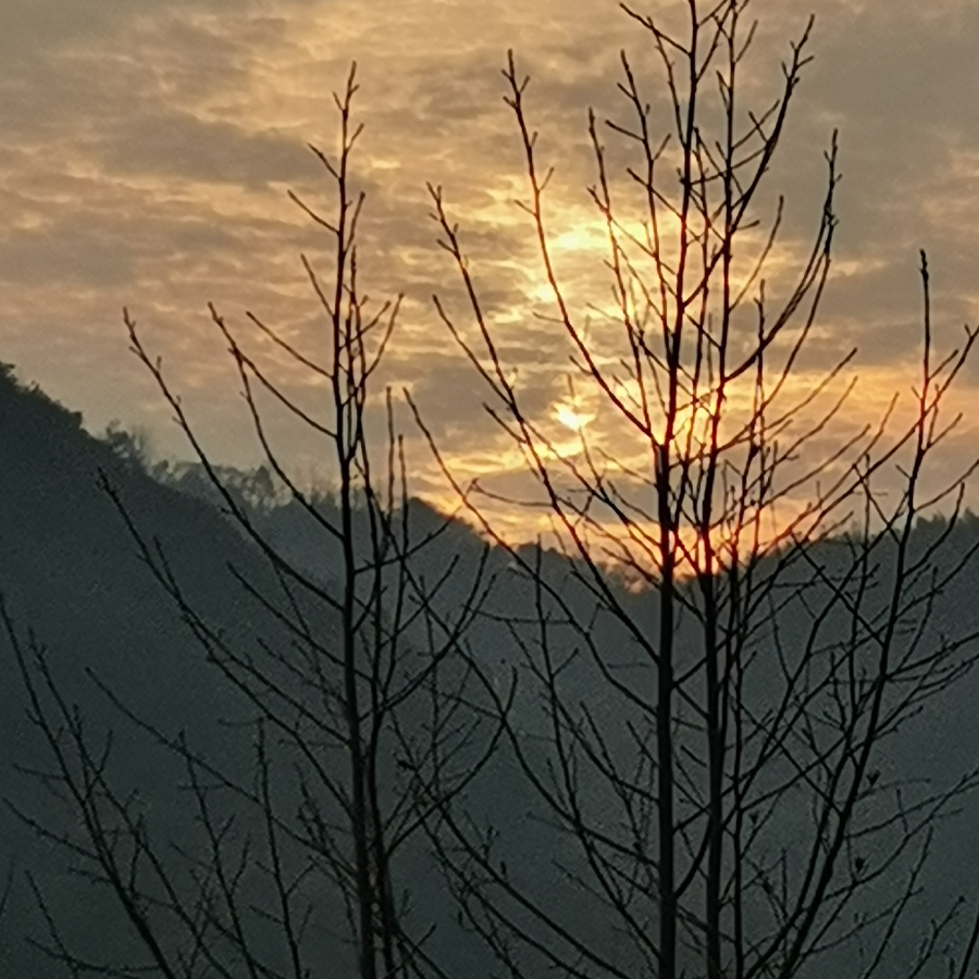 细嗅蔷薇