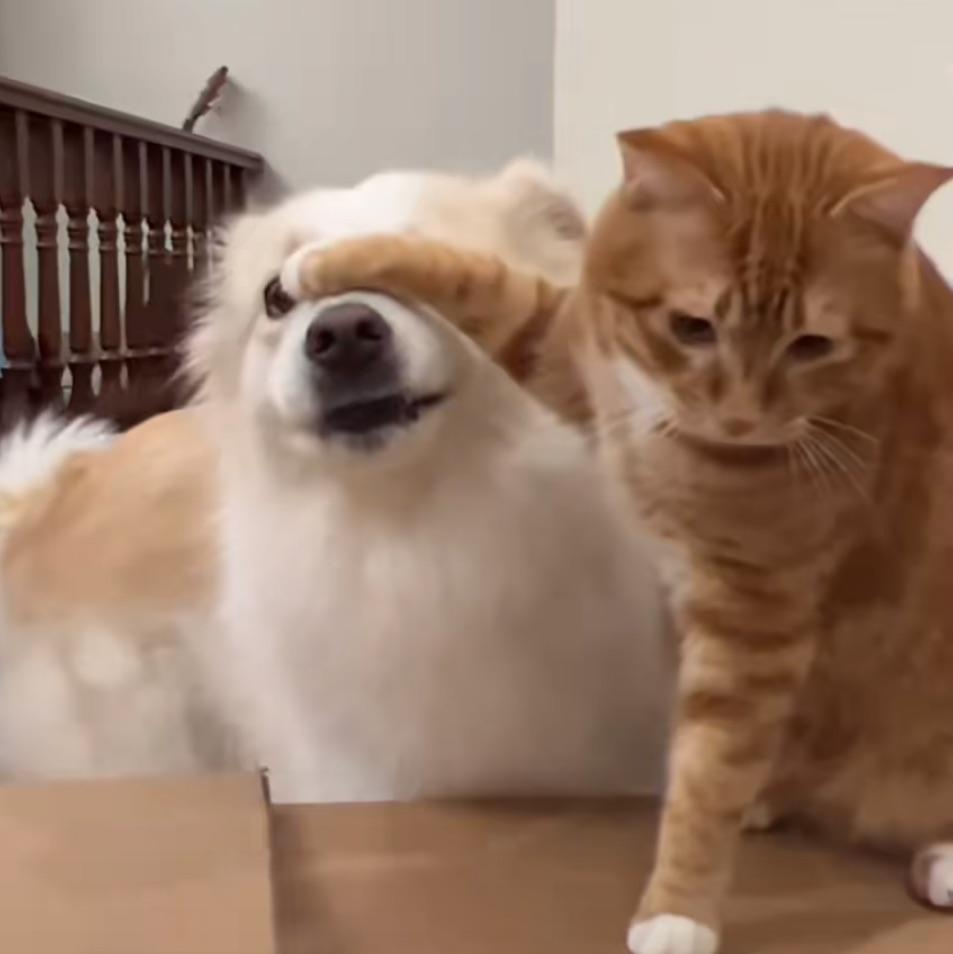 别看！是恶评！！