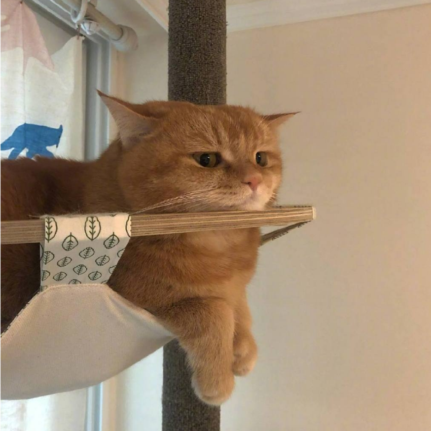 秦枫丶枫