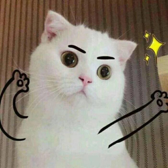 感觉萌萌哒