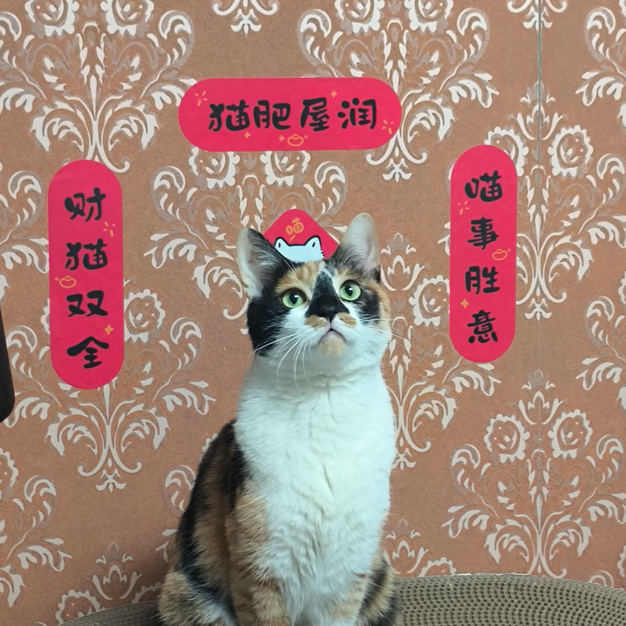 猫忘了鱼尾纱