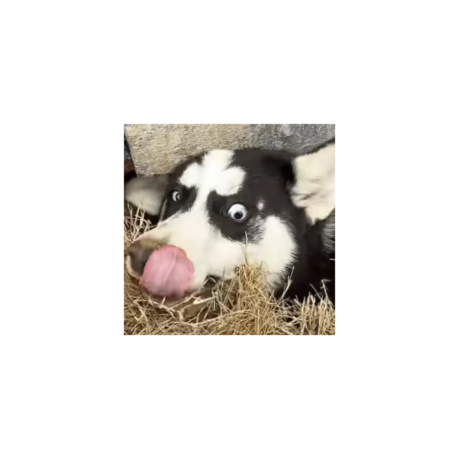 云者