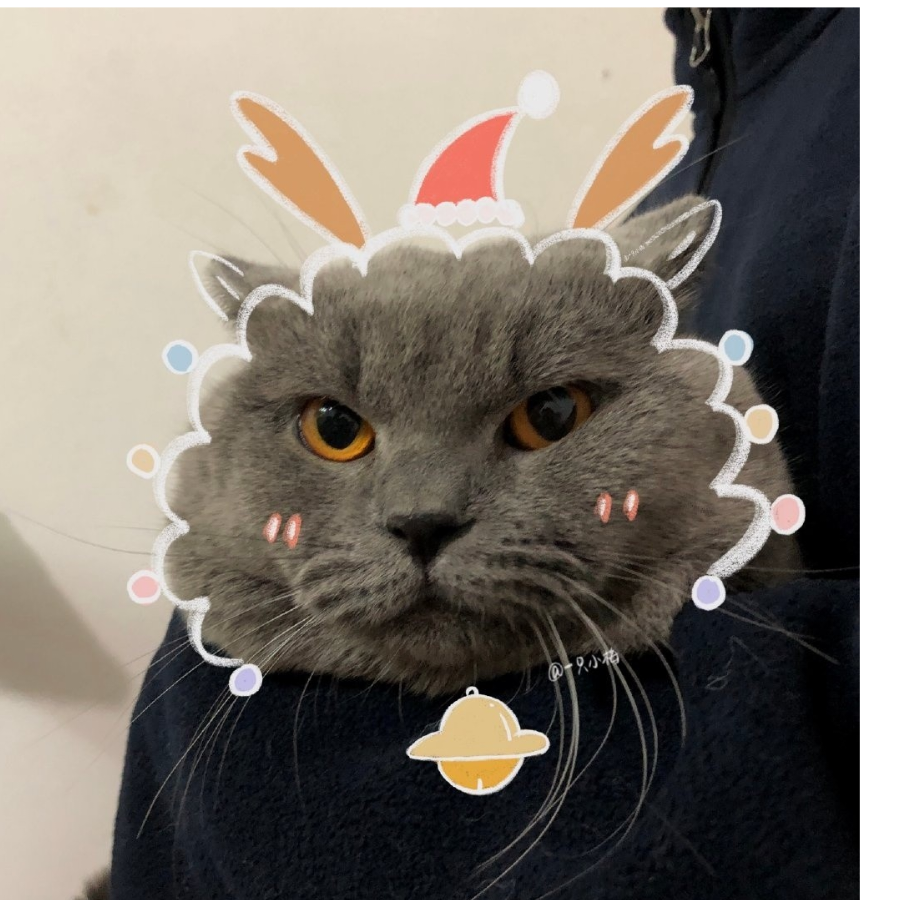 怀中有只猫