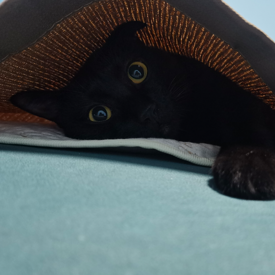 隼