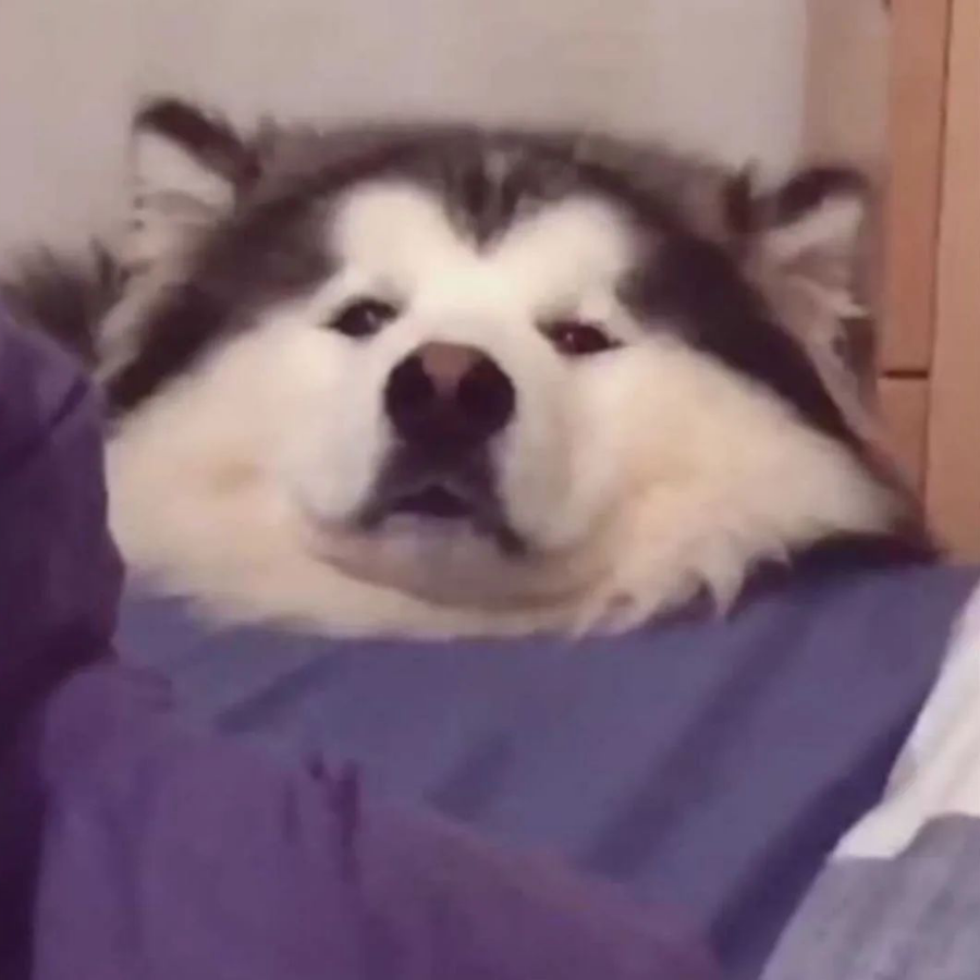 安斋桑