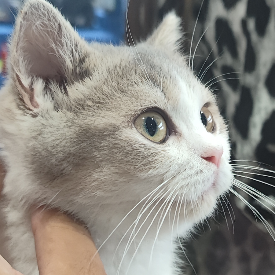 我在无人的空城