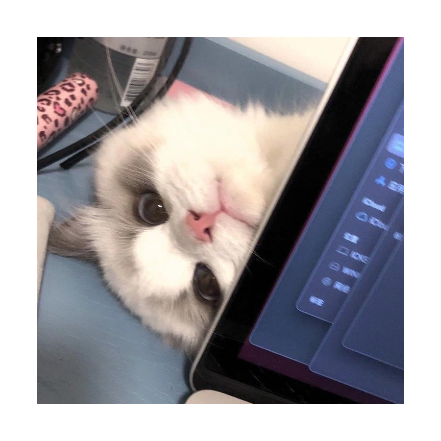 梦