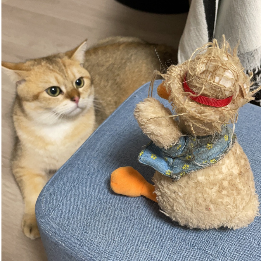 狸子