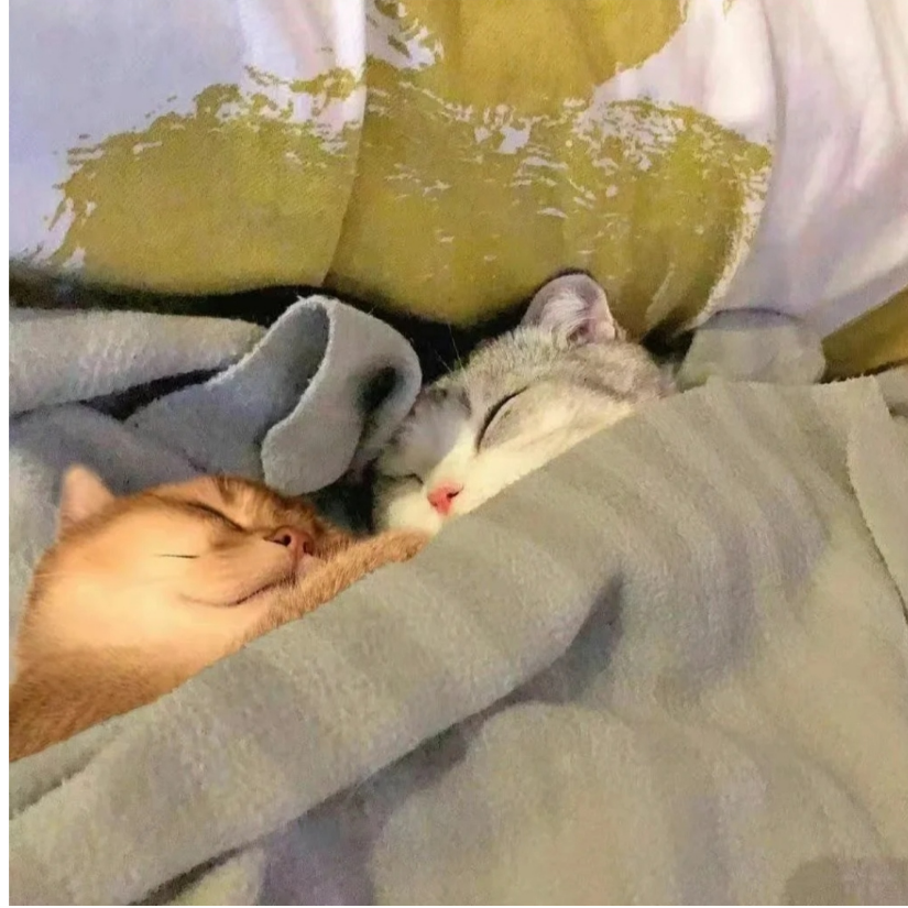 归鸟