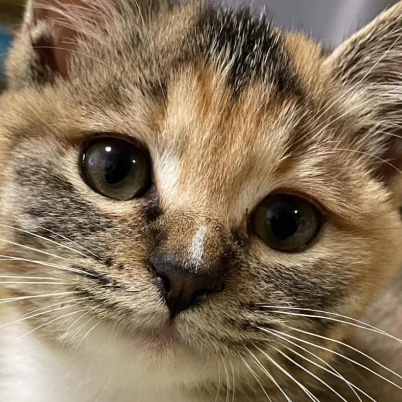 坏猫猫
